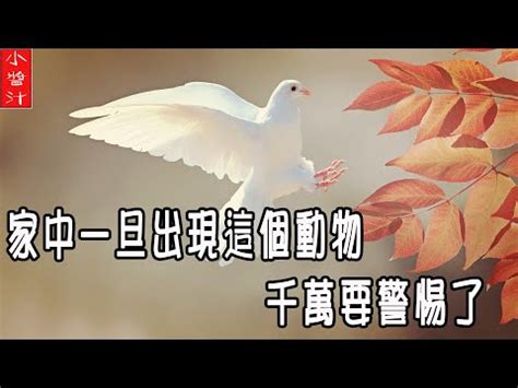 小鳥死在家門口|【小鳥死在門口】小鳥死在門口！風水徵兆大解析，竟替人擋災？。